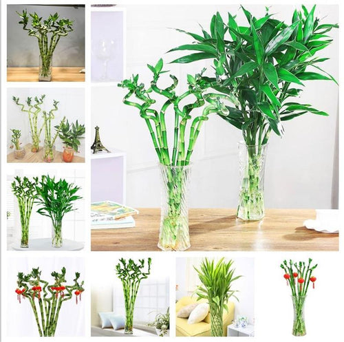 big sale! 30pcs of lucky bamboo plants bonsai good luck plants vitality tenacious balcony living room home garden bonsai