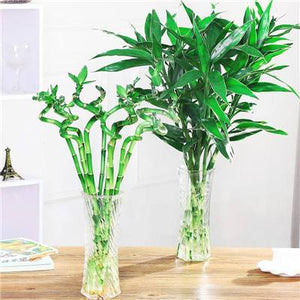 big sale! 30pcs of lucky bamboo plants bonsai good luck plants vitality tenacious balcony living room home garden bonsai