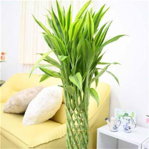 big sale! 30pcs of lucky bamboo plants bonsai good luck plants vitality tenacious balcony living room home garden bonsai