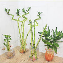 Load image into Gallery viewer, big sale! 30pcs of lucky bamboo plants bonsai good luck plants vitality tenacious balcony living room home garden bonsai