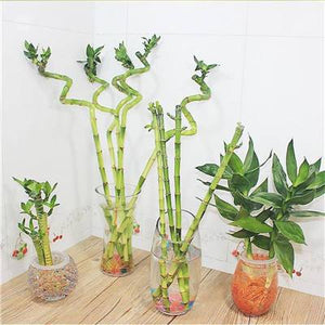 big sale! 30pcs of lucky bamboo plants bonsai good luck plants vitality tenacious balcony living room home garden bonsai