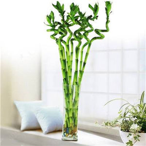 big sale! 30pcs of lucky bamboo plants bonsai good luck plants vitality tenacious balcony living room home garden bonsai