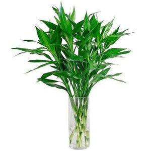 big sale! 30pcs of lucky bamboo plants bonsai good luck plants vitality tenacious balcony living room home garden bonsai