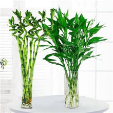 Load image into Gallery viewer, big sale! 30pcs of lucky bamboo plants bonsai good luck plants vitality tenacious balcony living room home garden bonsai