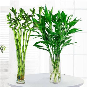 big sale! 30pcs of lucky bamboo plants bonsai good luck plants vitality tenacious balcony living room home garden bonsai